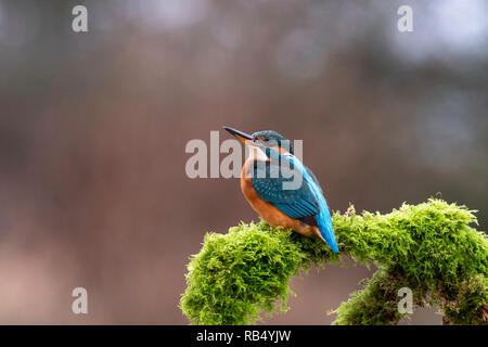 Jeune femme Kingfisher assis sur la branche Banque D'Images