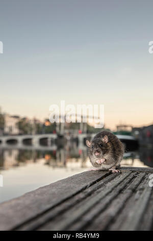 Les Pays-Bas, Amsterdam, le rat surmulot (Rattus norvegicus) sur jetée dans la rivière Amstel près de Skinny Bridge. Banque D'Images