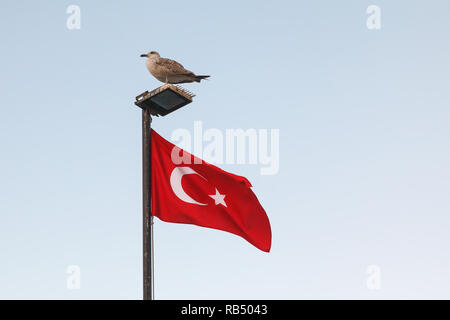 Un grand goéland gris se trouve sur une lanterne avec un mât avec le drapeau turc contre le ciel bleu Banque D'Images
