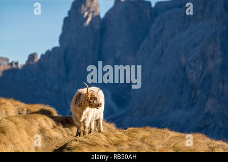 L'Italie, le Tyrol du Sud - le 31 octobre 2017. Un pâturage avec des vaches à poil long horn dans une vallée à l'Alpe di Siusi. Banque D'Images