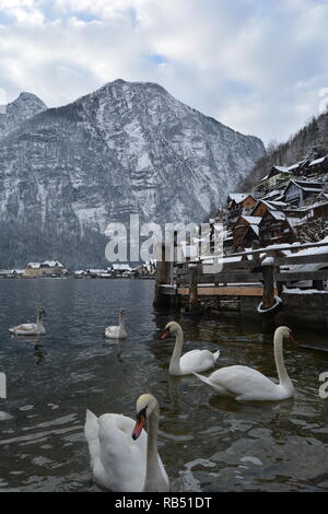 Snowy Hallstatt. Vue depuis le Lac des cygnes. Hallstatt et les montagnes enneigées en arrière-plan. Banque D'Images