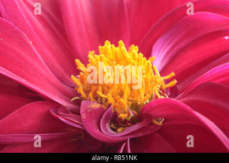 Dahlia jaune w rouge beaucoup de tourbillon Banque D'Images