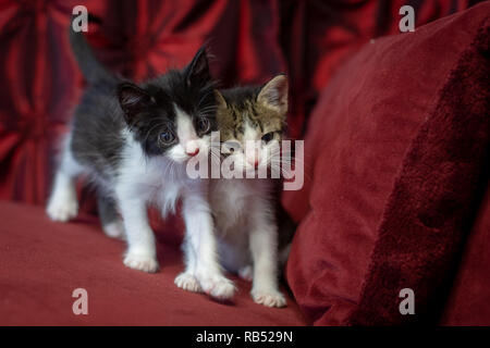 Chatons jouent Banque D'Images