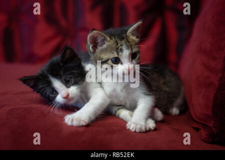 Chatons jouent Banque D'Images