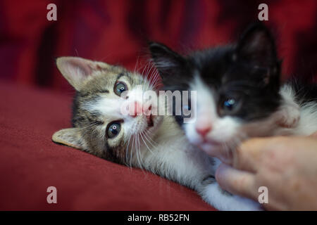 Chatons jouent Banque D'Images