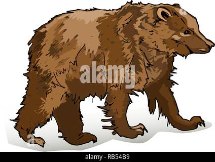 Vue du côté de l'ours brun gros plan sur fond blanc. Animal sauvage se tient sur quatre pattes. Vector illustration de mammifères prédateurs terrestres bannière. Illustration de Vecteur