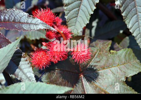 Haricot de ricin, plante à huile de ricin, Wunderbaum, Rizinus, ricin commun, Ricinus communis, ricinus, Hongrie, Magyarország, Europe Banque D'Images