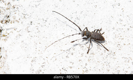 Le pin ponderosa sawyer Monochamus galloprovincialis de famille Cerambycidae sur fond blanc Banque D'Images