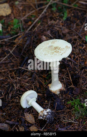 Faux plafond, mort ou citron, Amanita Amanita citrina Banque D'Images