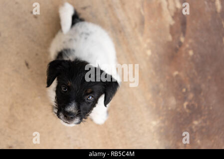 Jeune Jack Russell Terrier puppy 7,5 semaines. Petit mignon petit chien. Chien est en haut. Perspective drôle Banque D'Images