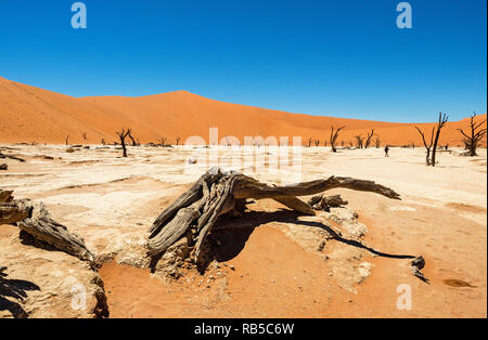 Camelthorn arbres morts et les racines contre dunes rouges et bleu ciel à Deadvlei Sossusvlei pan, sel. Namib-Naukluft National Park, Namibie, Afrique Banque D'Images