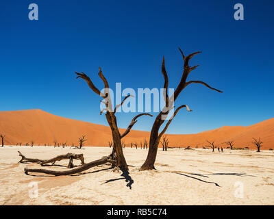 Camelthorn arbres morts et les racines contre dunes rouges et bleu ciel à Deadvlei Sossusvlei pan, sel. Namib-Naukluft National Park, Namibie, Afrique Banque D'Images