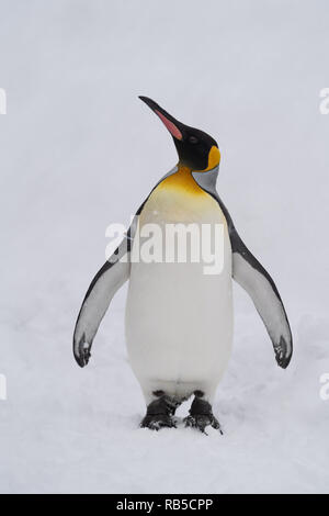 Des pingouins dans l'Zoo Asahiyama, Hokkaido, Japon Banque D'Images