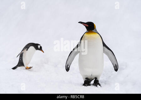 Des pingouins dans l'Zoo Asahiyama, Hokkaido, Japon Banque D'Images