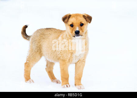 Beau petit chiot debout dans la neige, animaux intéressants Banque D'Images