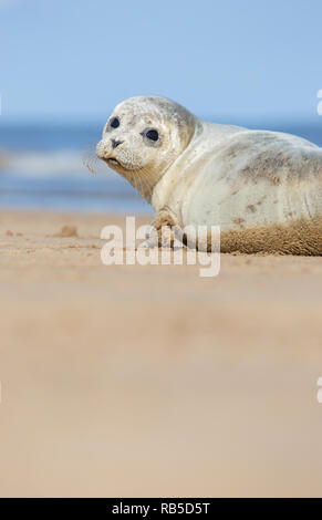 Bébé phoque commun sur Donna Nook Beach dans le Lincolnshire, au Royaume-Uni. Banque D'Images