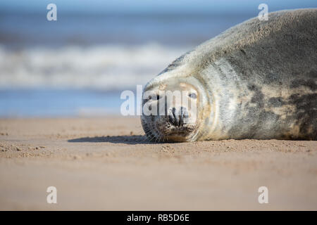 Le phoque gris Donna Nook Beach dans le Lincolnshire, au Royaume-Uni. Banque D'Images