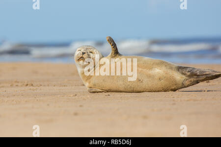 Bébé phoque commun sur Donna Nook Beach dans le Lincolnshire, au Royaume-Uni. Banque D'Images