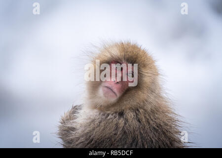 Macaques japonais bénéficiant d'un printemps chaud à Jigokudani Monkey Park, près de Nagano, Japon Banque D'Images