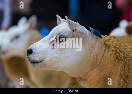 Montrant des moutons Texel avant une vente à Borderway Auction Mart, Carlisle, Cumbria. Banque D'Images