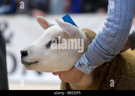 Montrant des moutons Texel avant une vente à Borderway Auction Mart, Carlisle, Cumbria. Banque D'Images