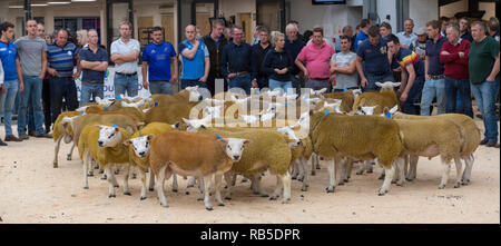 Montrant des moutons Texel avant une vente à Borderway Auction Mart, Carlisle, Cumbria. Banque D'Images