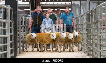 Montrant des moutons Texel avant une vente à Borderway Auction Mart, Carlisle, Cumbria. Banque D'Images