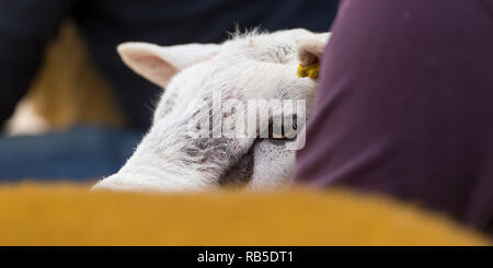 Montrant des moutons Texel avant une vente à Borderway Auction Mart, Carlisle, Cumbria. Banque D'Images