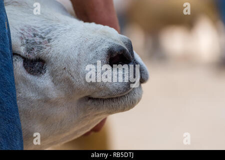 Montrant des moutons Texel avant une vente à Borderway Auction Mart, Carlisle, Cumbria. Banque D'Images