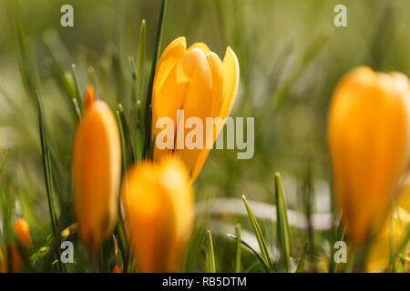 Crocus au printemps, Krokus im Frühling Banque D'Images