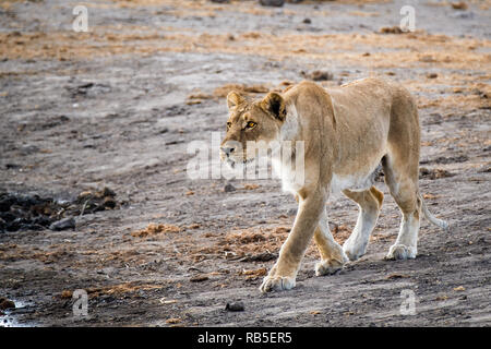 Lionne chasse à un étang dans le parc d'Etosha Banque D'Images