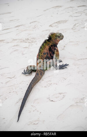 Iguane marin de l'île de Santiago au Parc National des Galapagos, Equateur. Iguane marin se trouve uniquement sur les Galapagos Banque D'Images