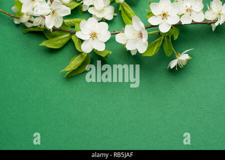 Papier fond vert avec cherry blossom tree branches. Mise à plat avec éléments élastiques et copy space Banque D'Images