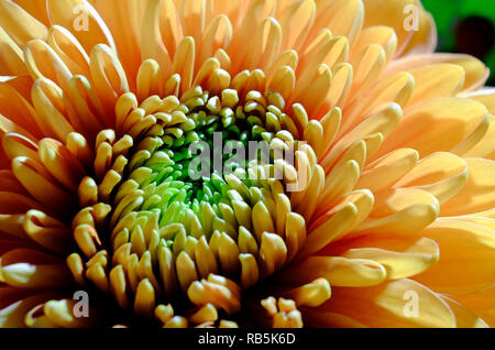Close up de fleur de chrysanthème jaune Banque D'Images