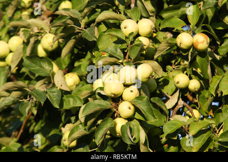 Belle vue depuis apple petit jardin apple. Banque D'Images