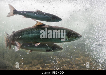 Nage à contre courant de la rivière au Saumon. La Norvège, Stavanger région. Le saumon dans ces rivières est une partie très importante de le stock mondial de saumon. Banque D'Images