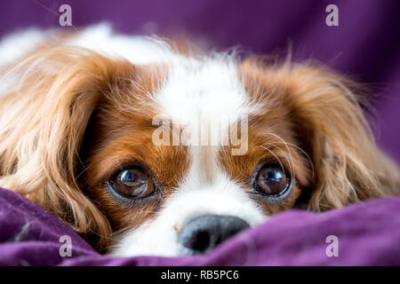 Cavalier King Charles Spaniel Banque D'Images