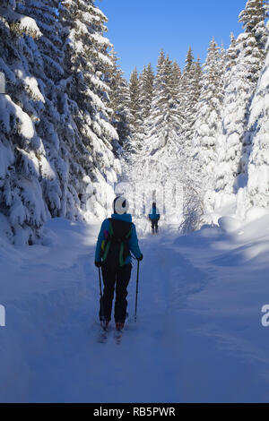 Les skieurs à pied le long d'un chemin dans la forêt d'épinettes, couverts de neige épaisse Banque D'Images