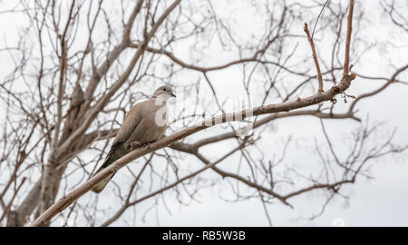 Un oiseau pigeon gris assis seul sur une feuille d'aucune branche d'arbre, le froid, l'hiver Banque D'Images