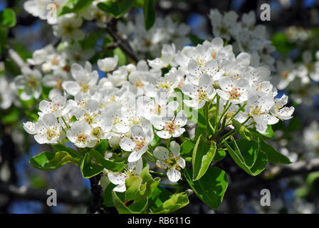 Cerisier mahaleb ou St Lucie cherry, Steinweichsel, Felsen- oder, Weichselkirsche sajmeggy, Cerasus mahaleb Banque D'Images