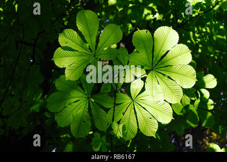 Horse-chestnut, Gewöhnliche Rosskastanie Rosskastanie oder auch Gemeine Weiße Rosskastanie, vadgesztenye, Aesculus hippocastanum Banque D'Images