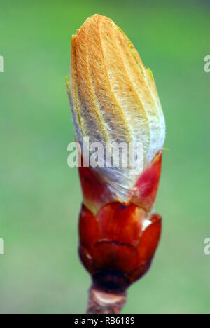 Horse-chestnut, Gewöhnliche Rosskastanie Rosskastanie oder auch Gemeine Weiße Rosskastanie, vadgesztenye, Aesculus hippocastanum Banque D'Images