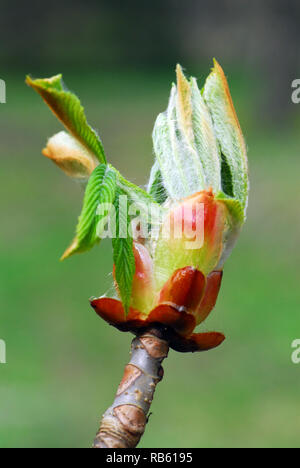 Horse-chestnut, Gewöhnliche Rosskastanie Rosskastanie oder auch Gemeine Weiße Rosskastanie, vadgesztenye, Aesculus hippocastanum Banque D'Images