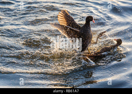 Foulque macroule (Fulica atra). Deux hommes se battre dans l'eau, Foulques d'Amsterdam, aux Pays-Bas. Banque D'Images