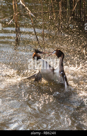 Beaucoup de grèbes huppés (Podiceps cristatus) combats en Het IJ river. Amsterdam, Pays-Bas. Banque D'Images