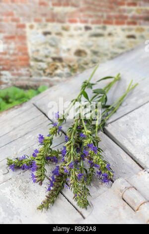 Hyssopus officinalis ou de l'hysope. Isolé sur fond de bois. Banque D'Images