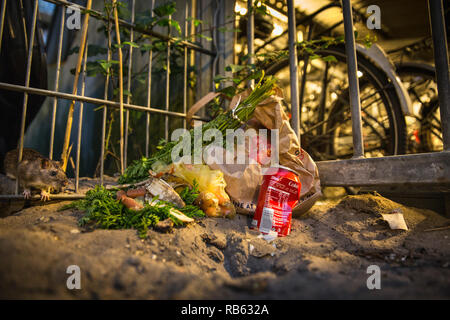 Rat surmulot (Rattus norvegicus) manger de conteneurs à déchets et ordures près de vélos, Amsterdam, Pays-Bas. Banque D'Images