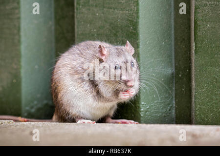 Les Pays-Bas, Amsterdam, le rat surmulot (Rattus norvegicus). Banque D'Images