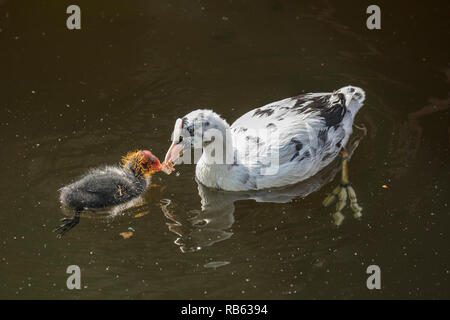 Les Pays-Bas, Amsterdam, famille de foulque macroule ou conjoint de Foulque macroule (Fulica atra). Mère albinos alimentation des jeunes. Banque D'Images