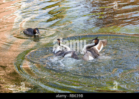 Les Pays-Bas, Amsterdam, les Grèbes (Podiceps cristatus) dans la région de canal dans le centre ville. La lutte pour le territoire. Banque D'Images
